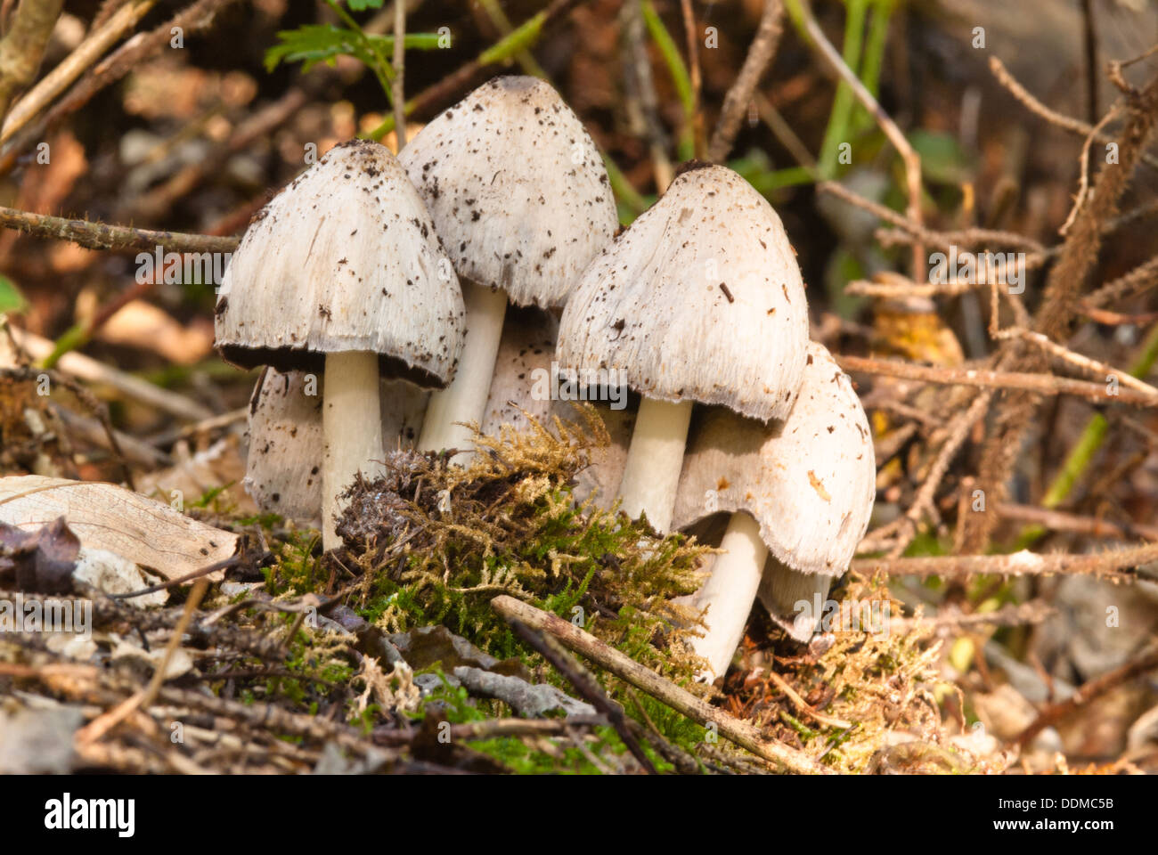 Smooth ink cap (Coprinus atramentarius) growing in a group on the forest floor, White Spruce Forest, St Albert, Alberta Stock Photo