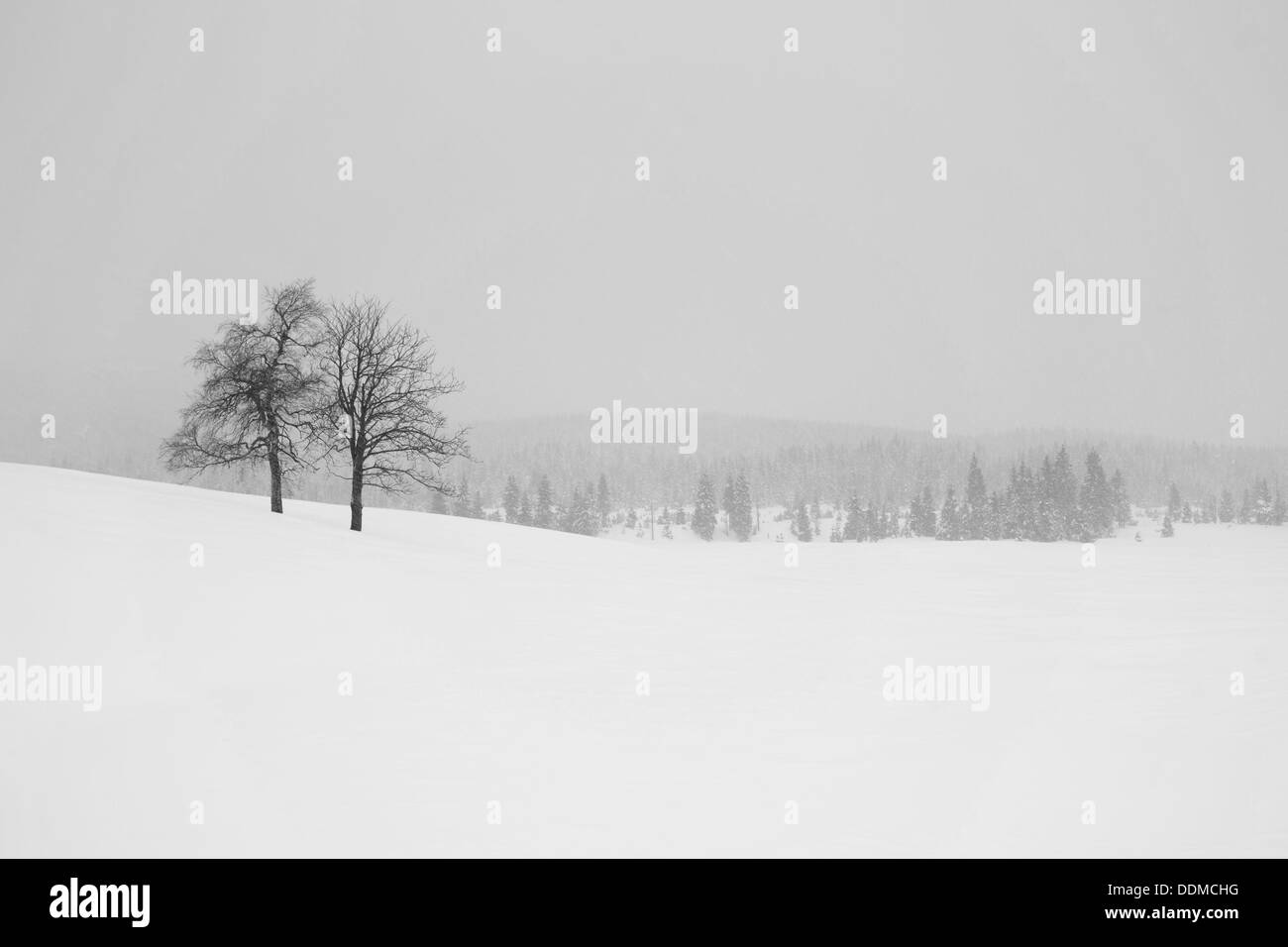 Winter in Karkonosze mountains. Scenery of Jakuszyce cross-country skiing trial. Stock Photo
