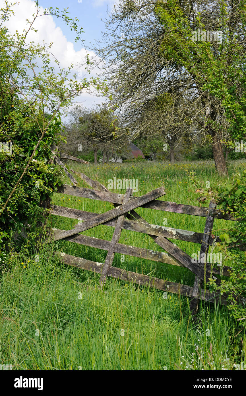 Typical gated field in the Bocage area of Normandy in France Stock Photo -  Alamy