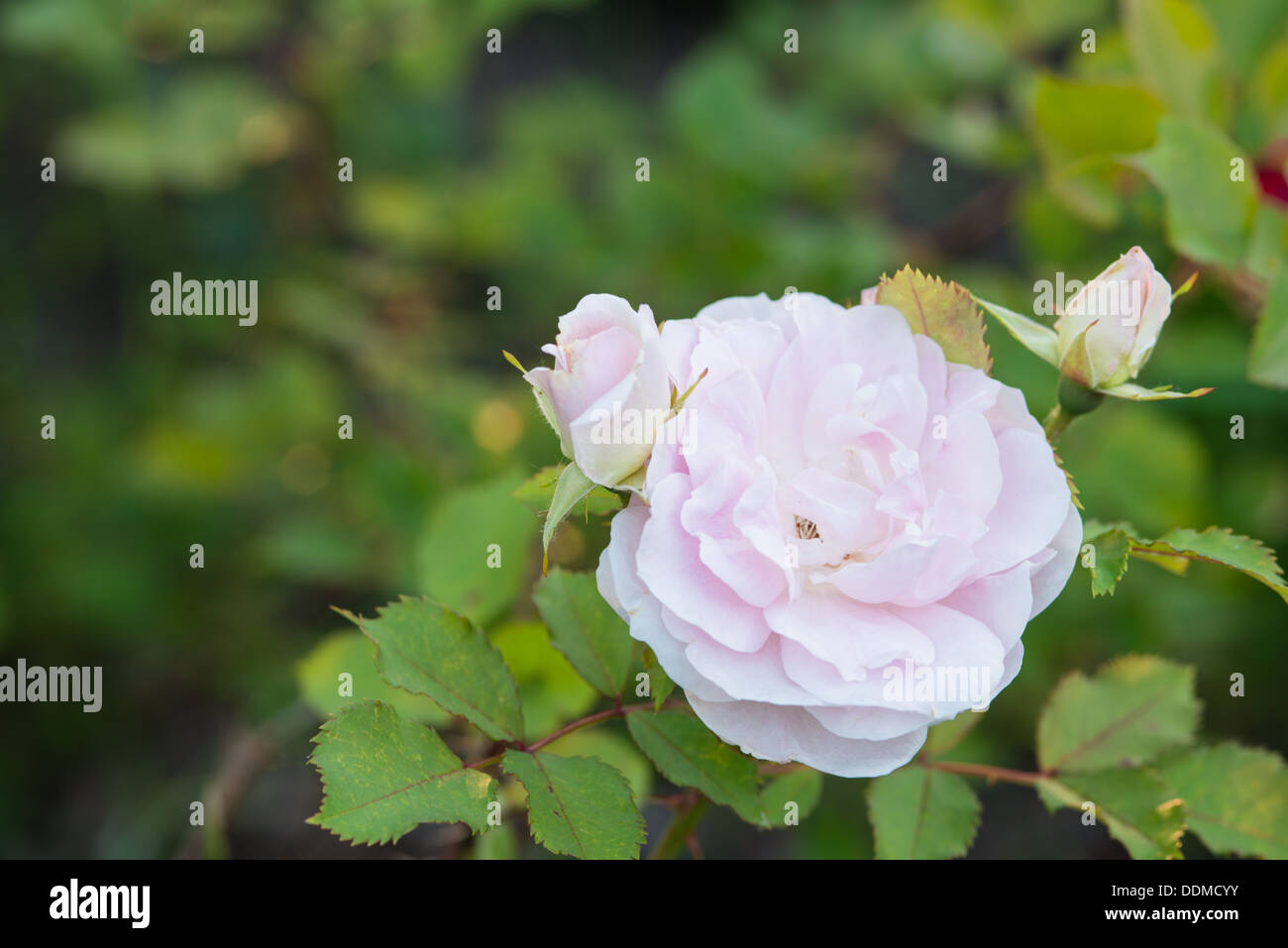A single Morden blush rose (Rosa spp) bloom flanked by a pair of rosebuds in a garden in St Albert, Alberta Stock Photo