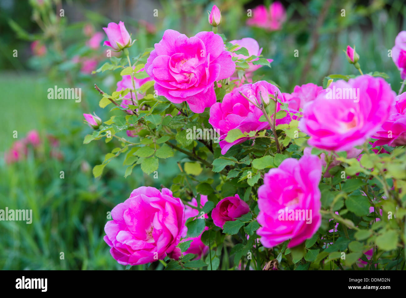 Pink Frontenac hardy shrub roses (Rosa spp) growing in a garden in St