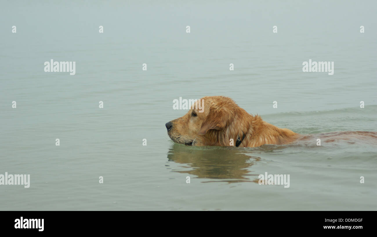 golden retriever Labrador puppy swimming lake Stock Photo Alamy