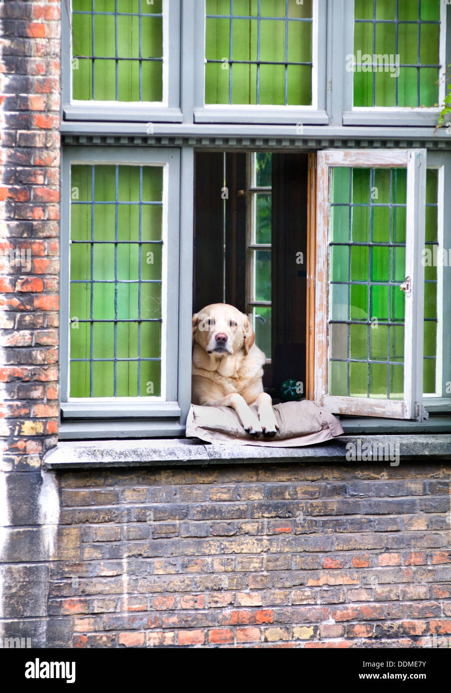 The famous dog in Bruges, Belgium, who spends his day watching tourist boats pass by on the canal below Stock Photo