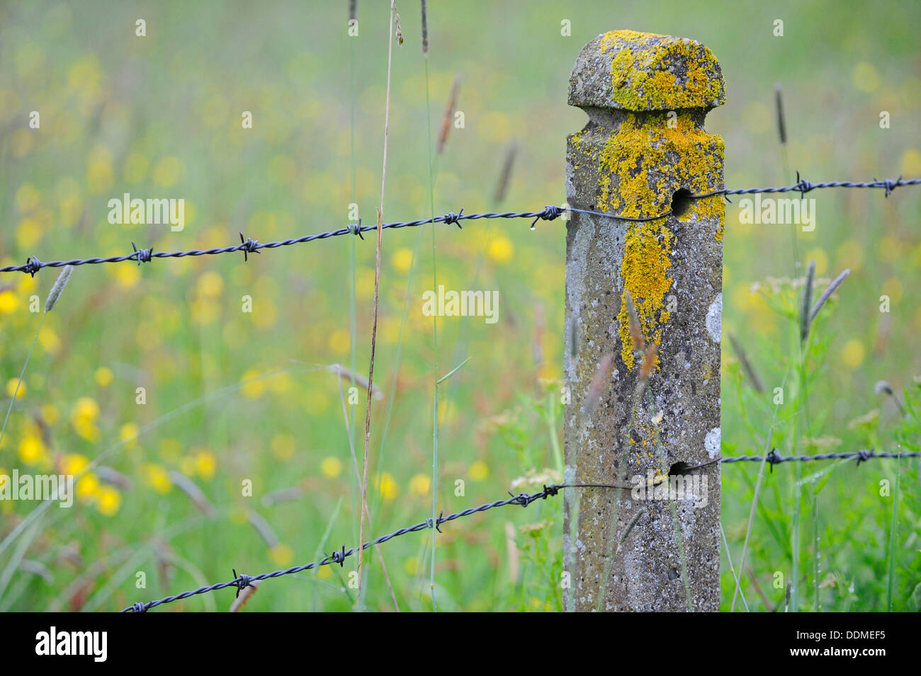 Old concrete post with barbed wire and a flower meadow. Stock Photo
