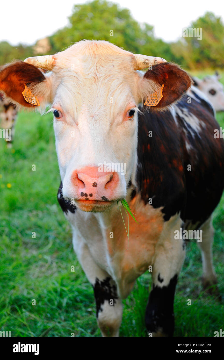 Normandy cattle, a breed from the Normandy region in North West France. Stock Photo