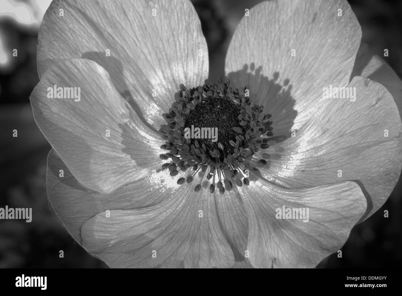 Anemone Black and White Stock Photos & Images - Alamy