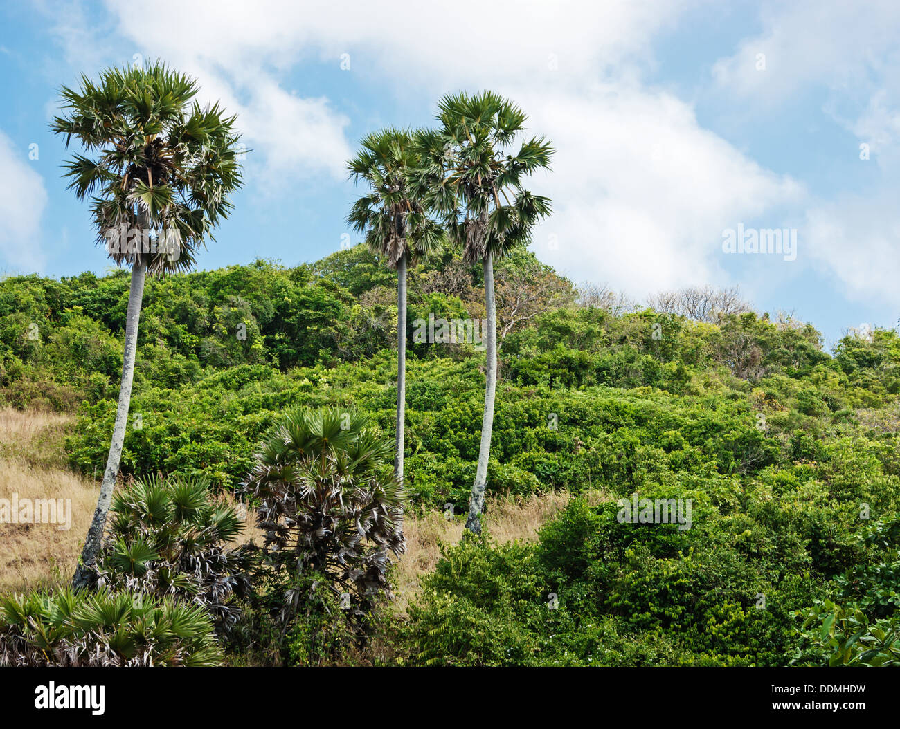 Jungle thickets tropical palm hi-res stock photography and images - Alamy