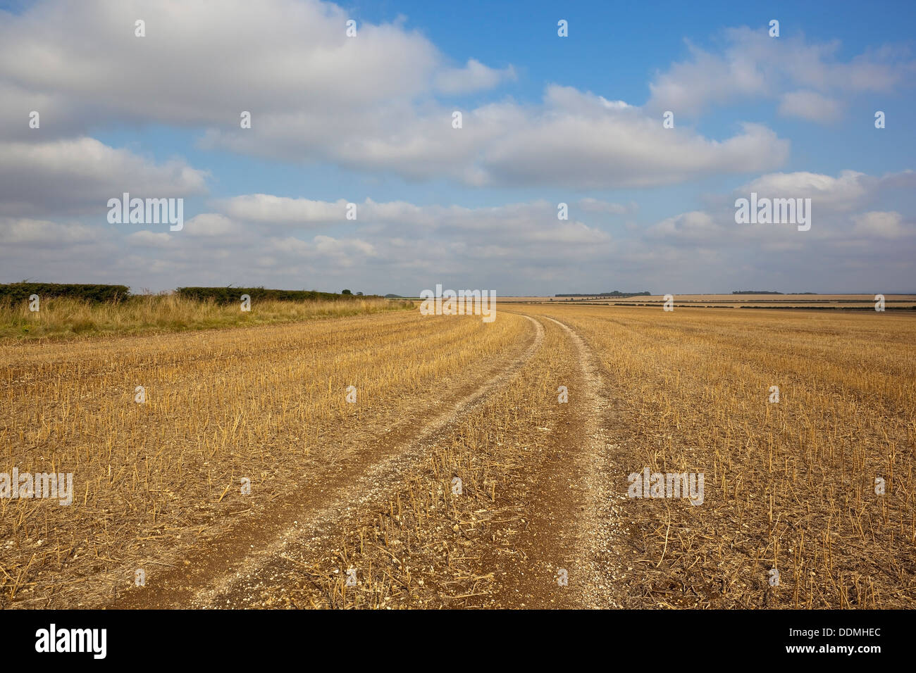 Landscape with a  harvested canola field by the Minster way footpath on the Yorkshire wolds, England Stock Photo