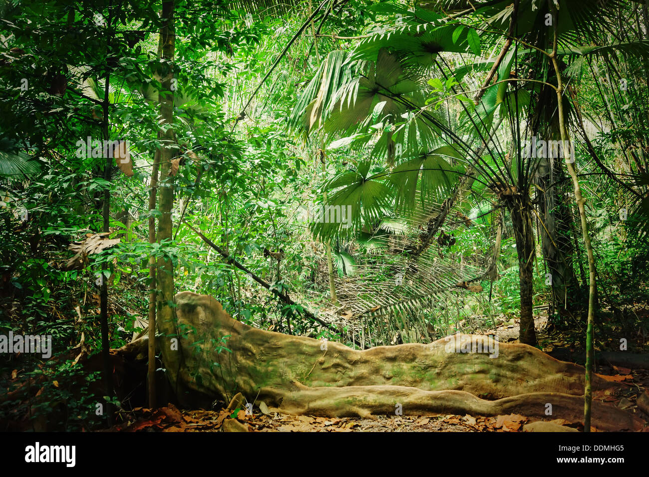 Fotografia Asian rainforest jungle - em