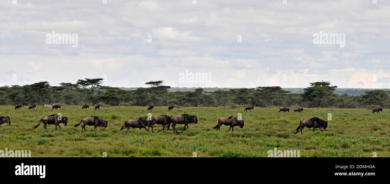Herds of Gnu on the Serengeti reserve Tanzania Collection Stock Photo