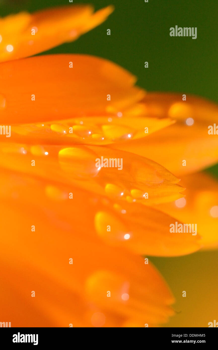 Calendula Stock Photo