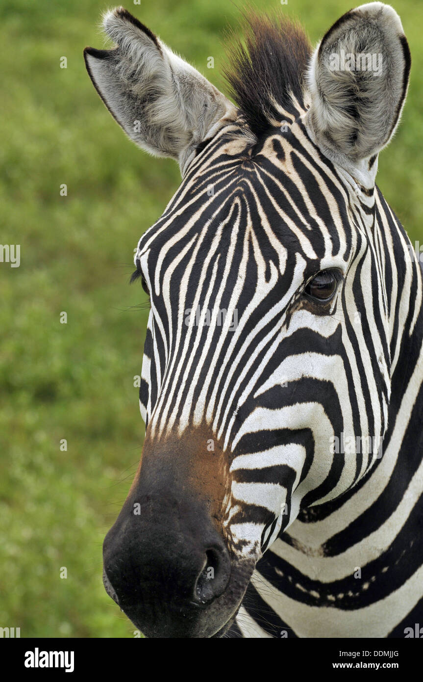 Close up of Zebra's face. Tanzania collection Stock Photo
