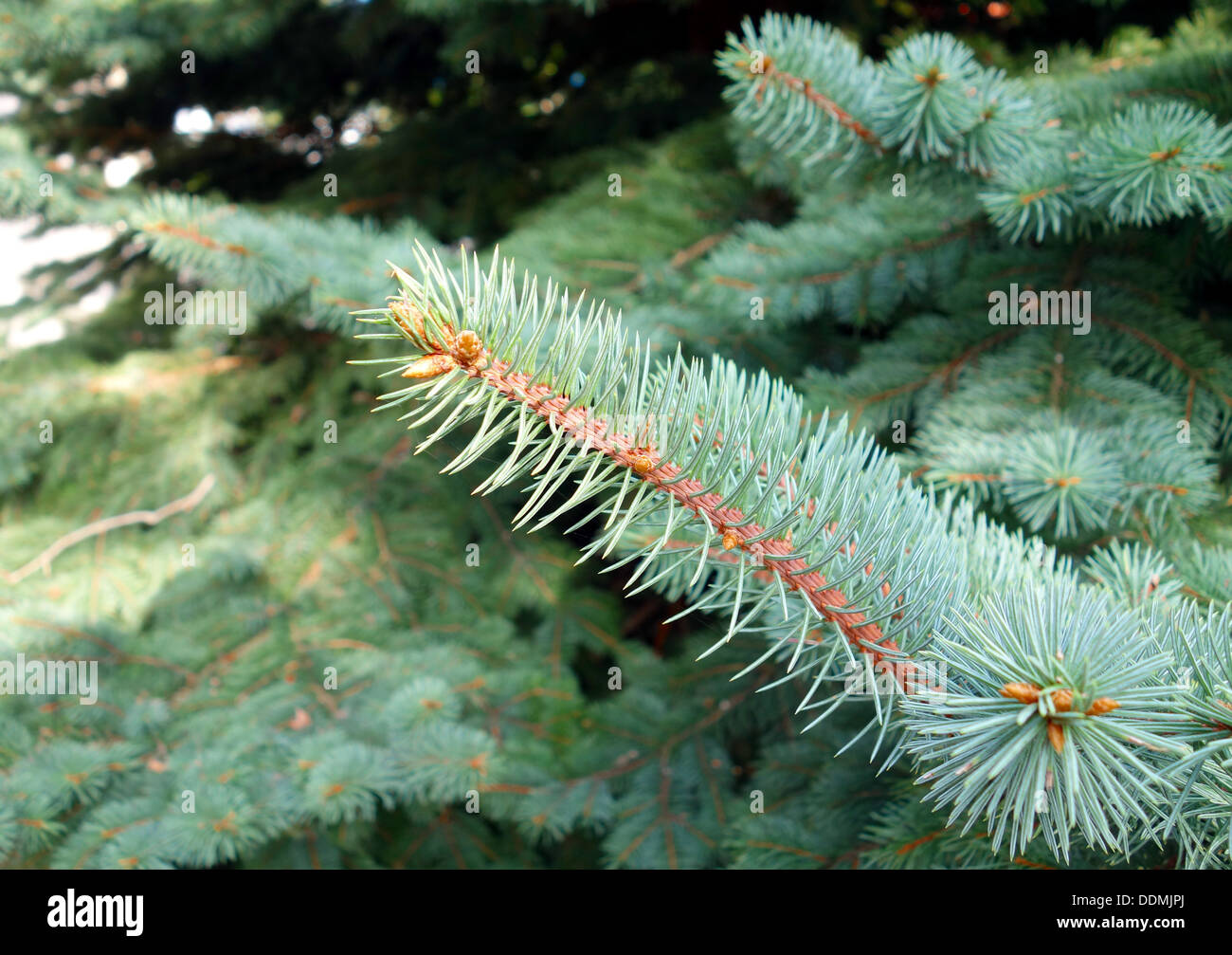 Fir tree leaves hi-res stock photography and images - Alamy