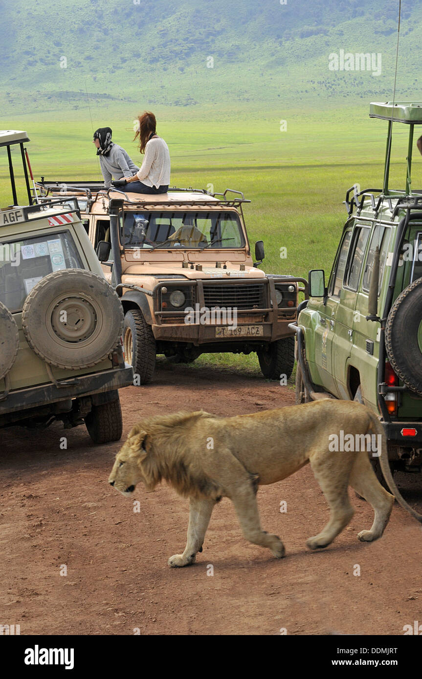 African lion walking between tourist vehicles. Tanzania collection Stock Photo