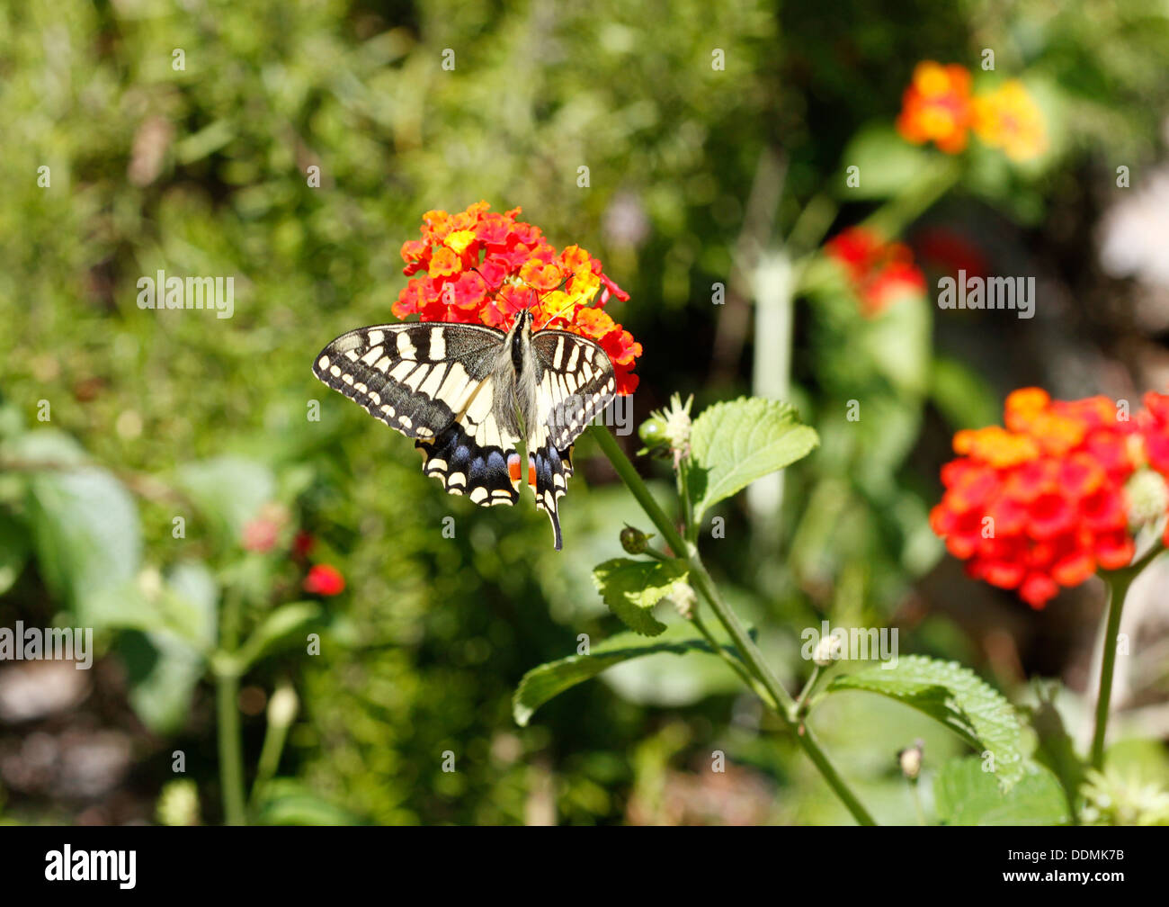 Butterfly licking pollen from a flower Stock Photo