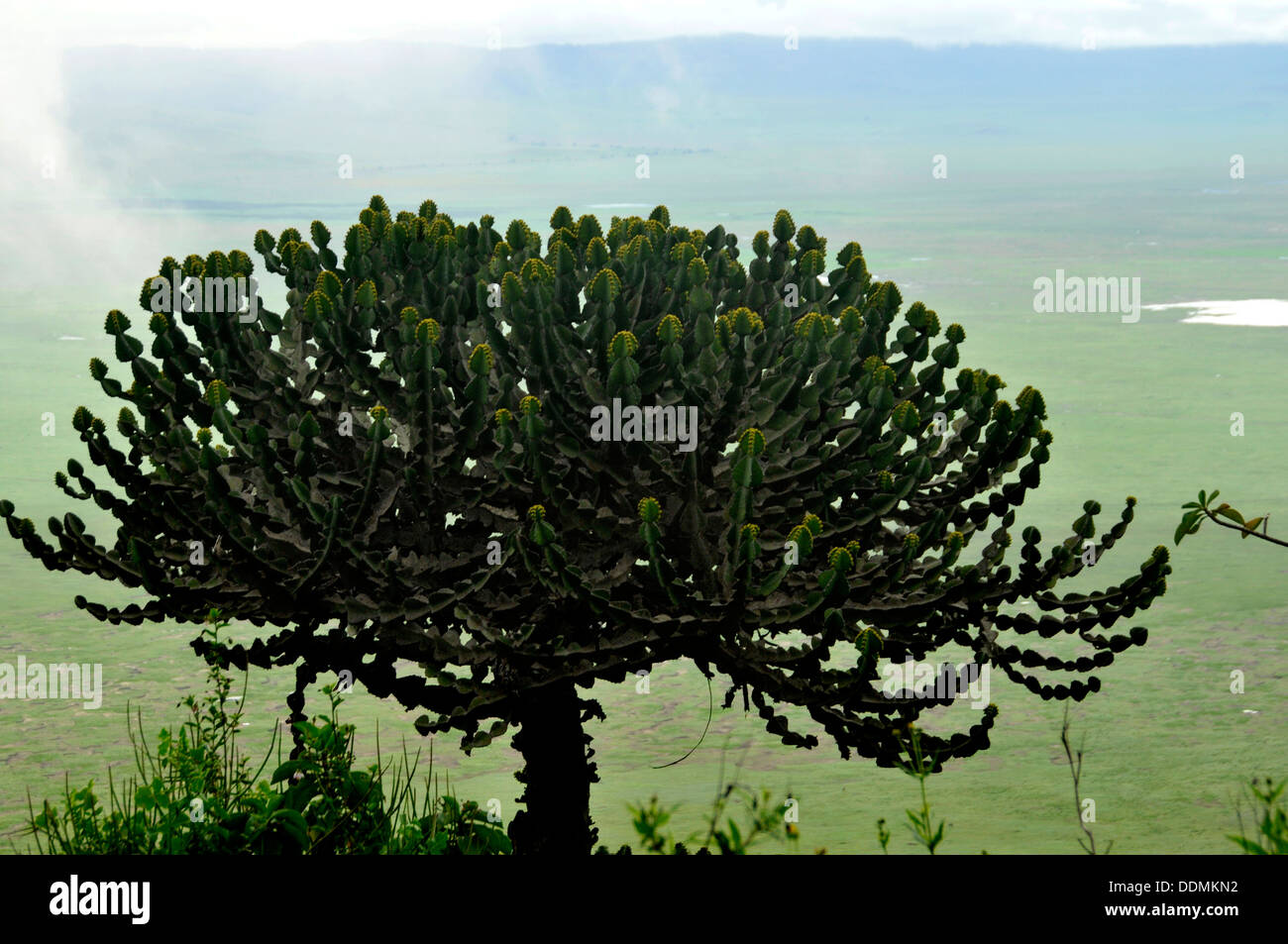 Candelabra Tree over the Ngorongoro Crater Tanzania Collection Stock Photo
