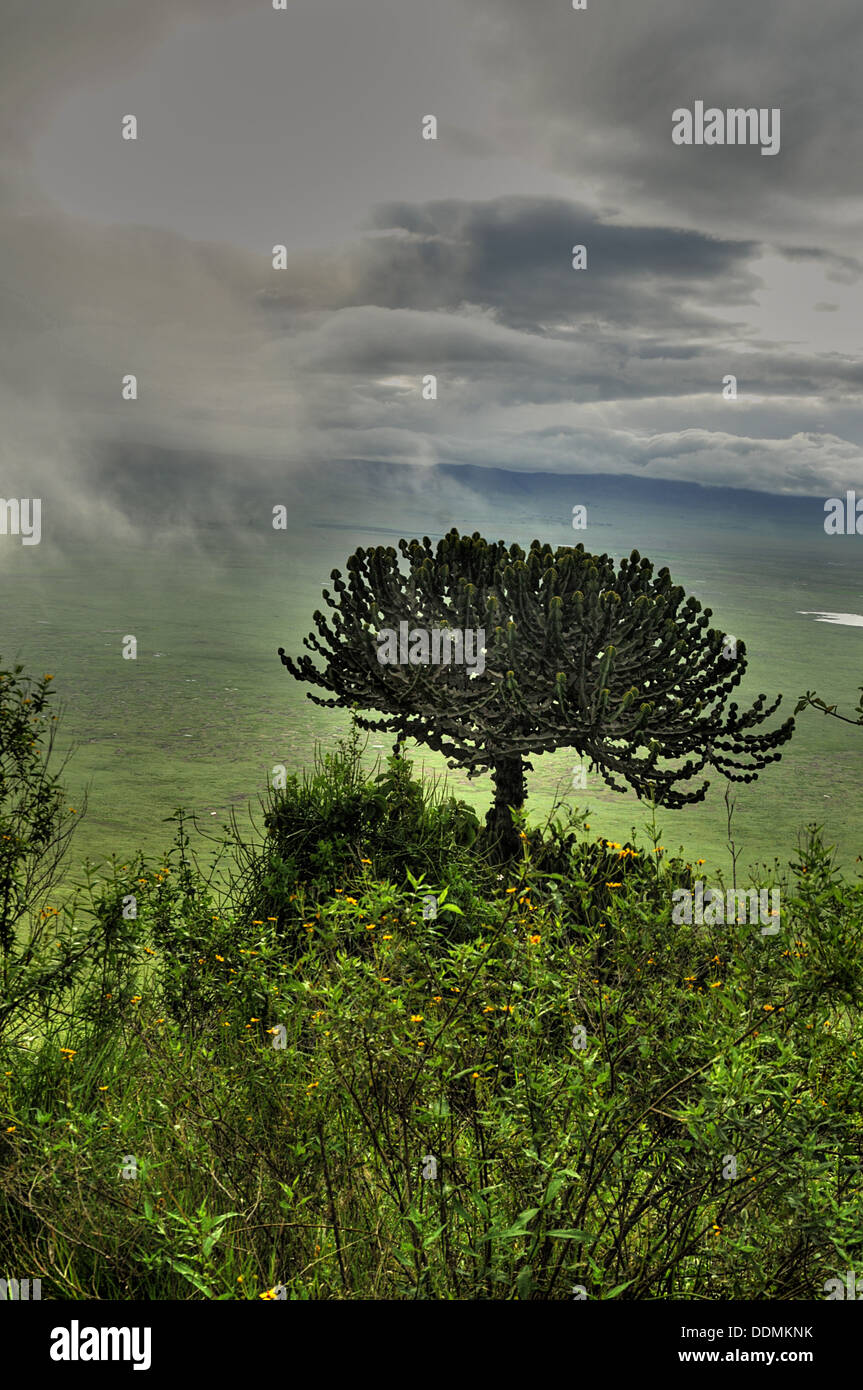 African Candelabra Tree over Ngorongoro Crater. East Africa Tanzania Collection Stock Photo