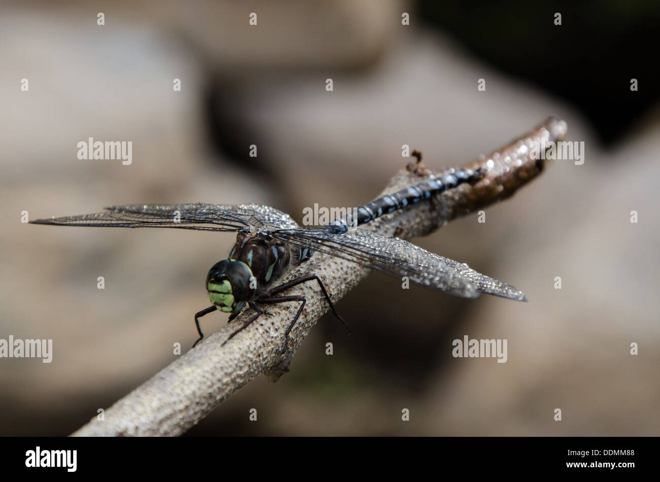 Southern Migrant Hawker Dragonfly Stock Photo