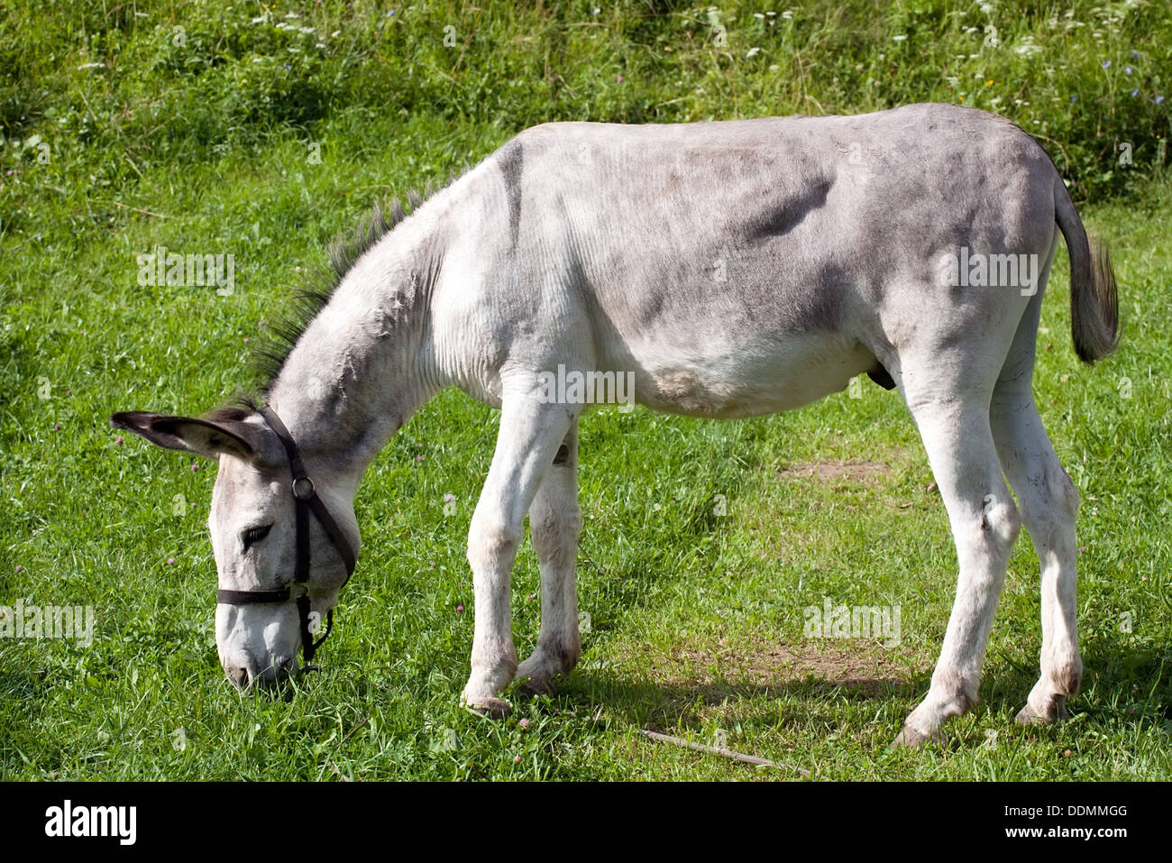 grey donkey standing sideways on green grass background Stock Photo - Alamy