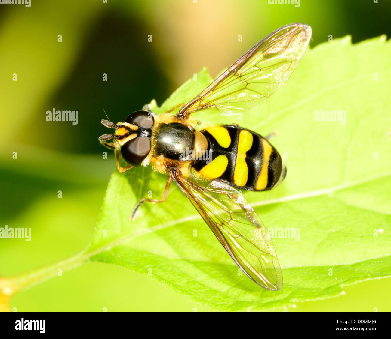 Hover-fly perched on a green leaf. Stock Photo