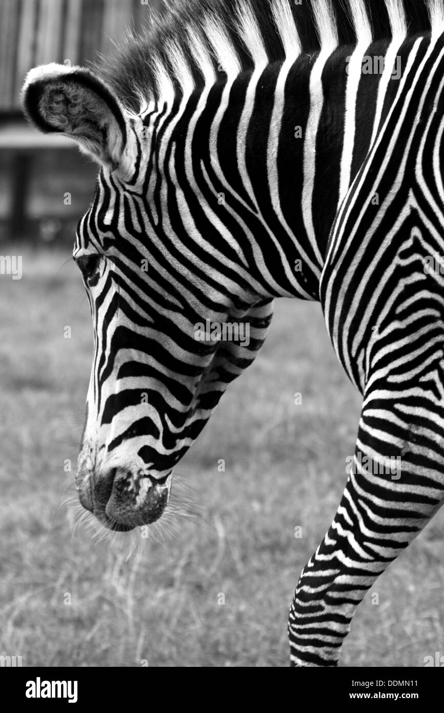 Zebra close-up black and white Stock Photo