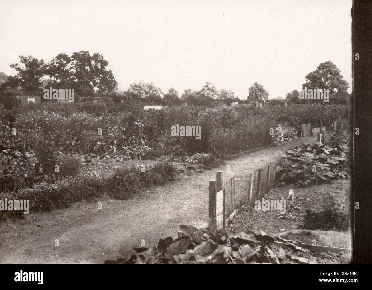 Allotments, Haxby Road, York, Yorkshire,1900 Stock Photo 60077372 Alamy