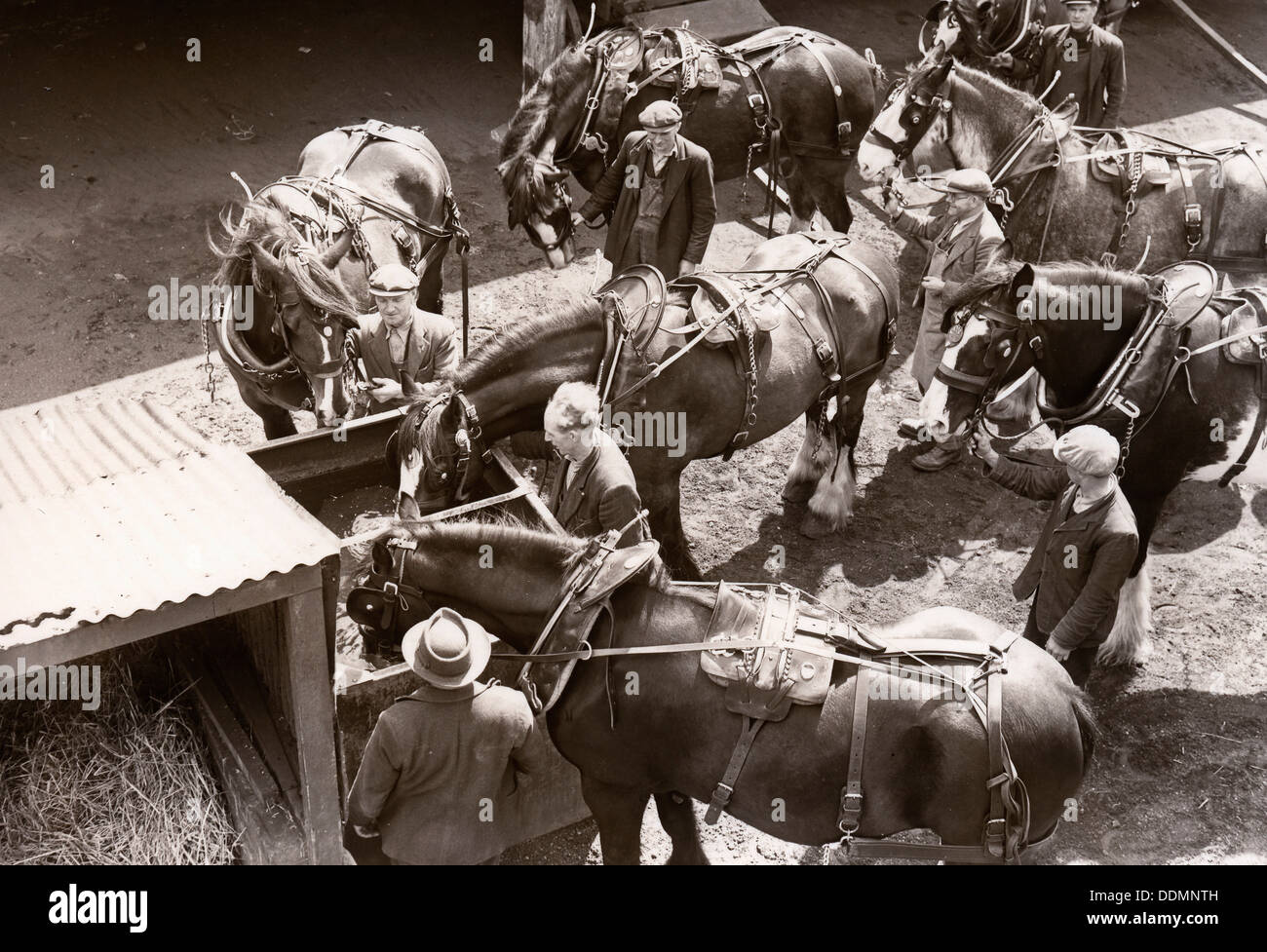 Rowntree's working horses, York,  Yorkshire, 1955. Artist: Unknown Stock Photo