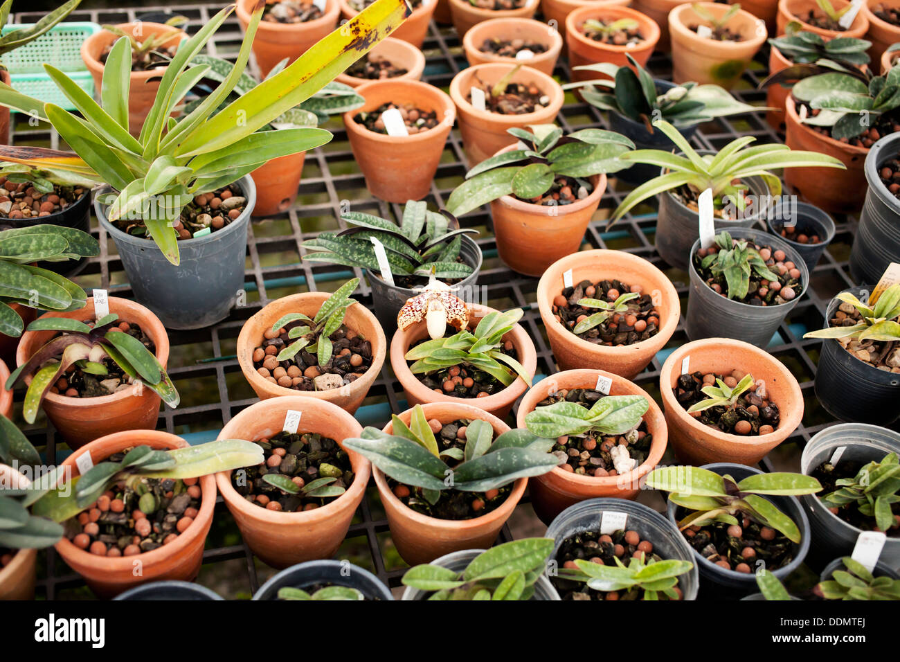 Pot plant nursery hires stock photography and images Alamy
