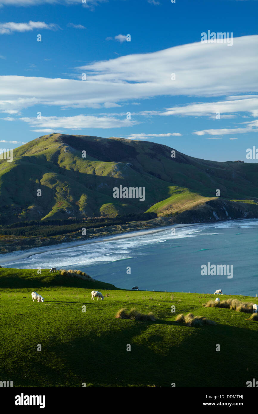 Sheep, farmland, Allans Beach and Mt Charles, Otago Peninsula, Dunedin, Otago, South Island, New Zealand Stock Photo