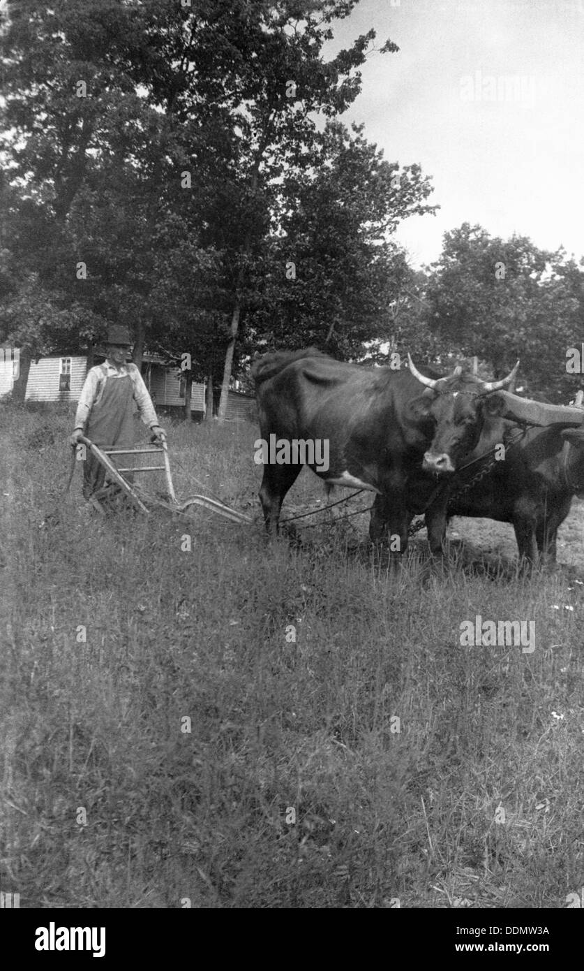 Oxen, Appalachia, USA, 1916-1918. Artist: Cecil Sharp Stock Photo