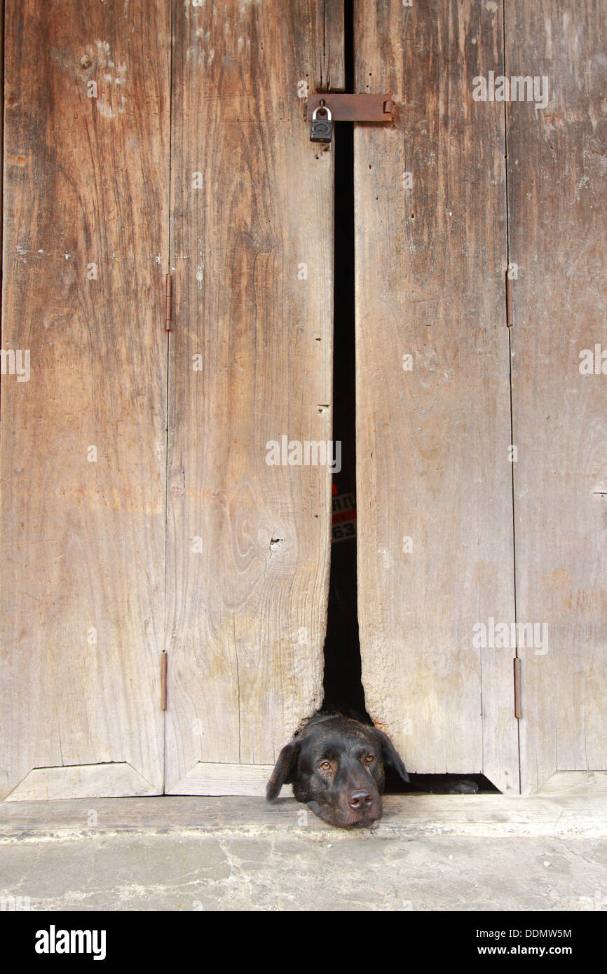 a dog sleep at hole door Stock Photo Alamy