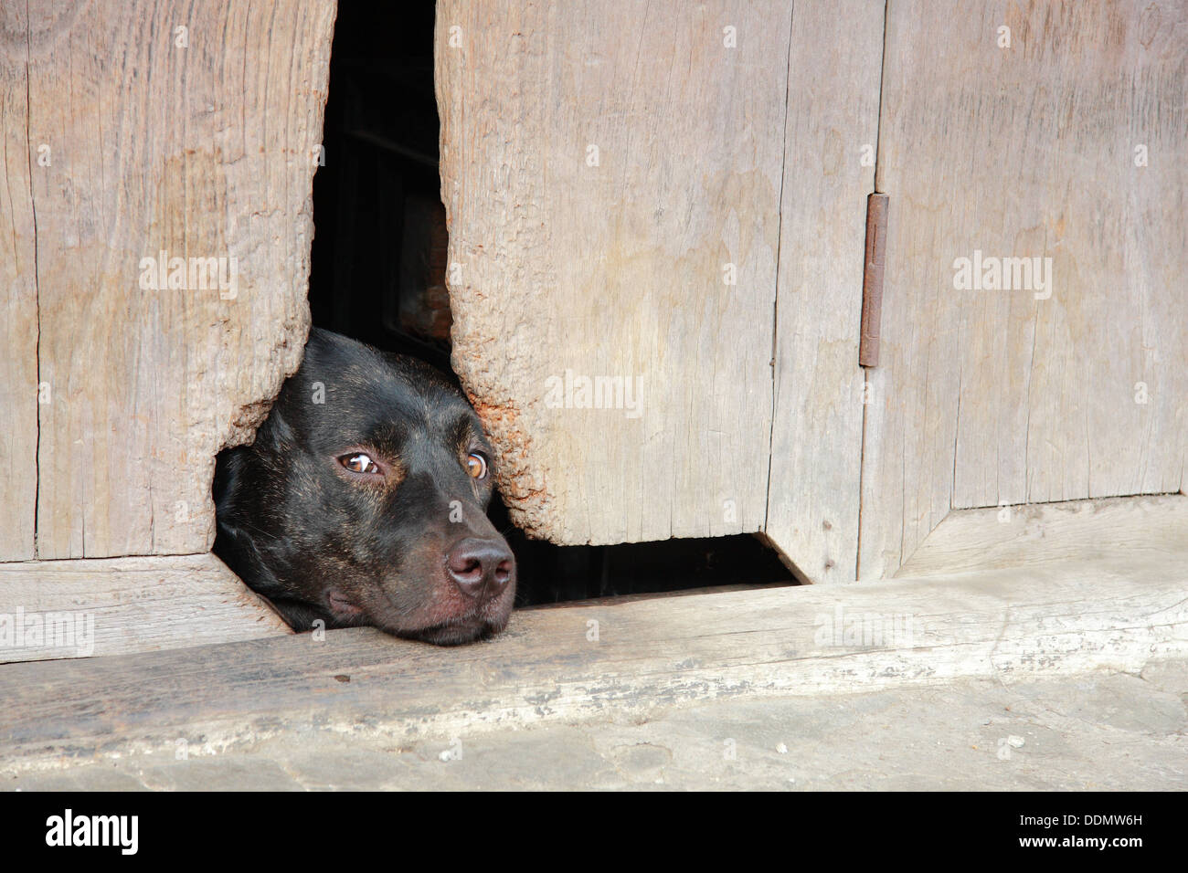 Why Do Dogs Sleep By Doors