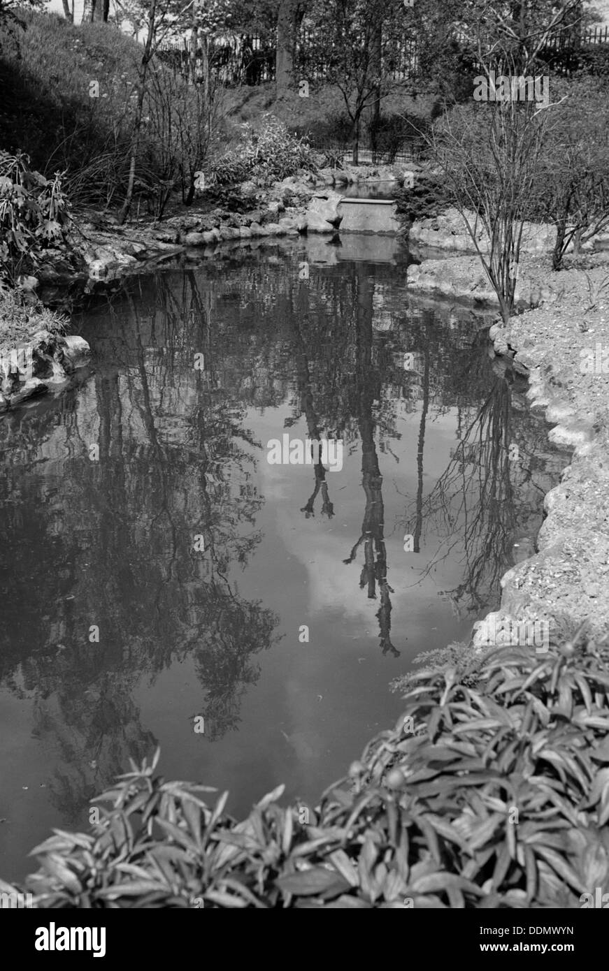 Reflections in the pond at Gravesend Gardens, Kent, c1945-c1965. Artist: SW Rawlings Stock Photo