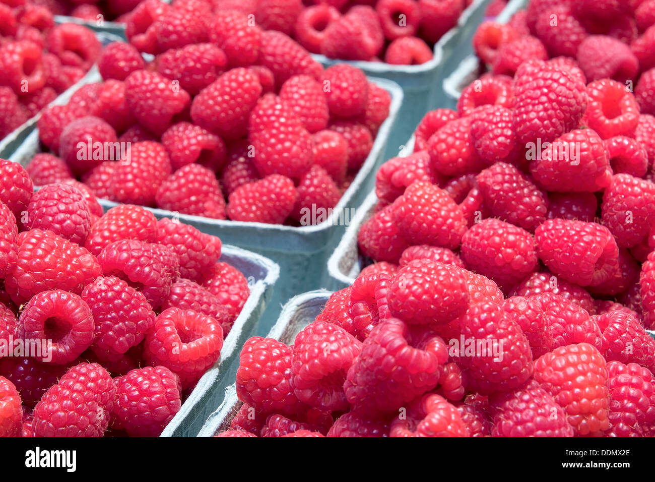 Piles of Red Raspberries in Boxes for Sale at Farmers Market Closeup Stock Photo