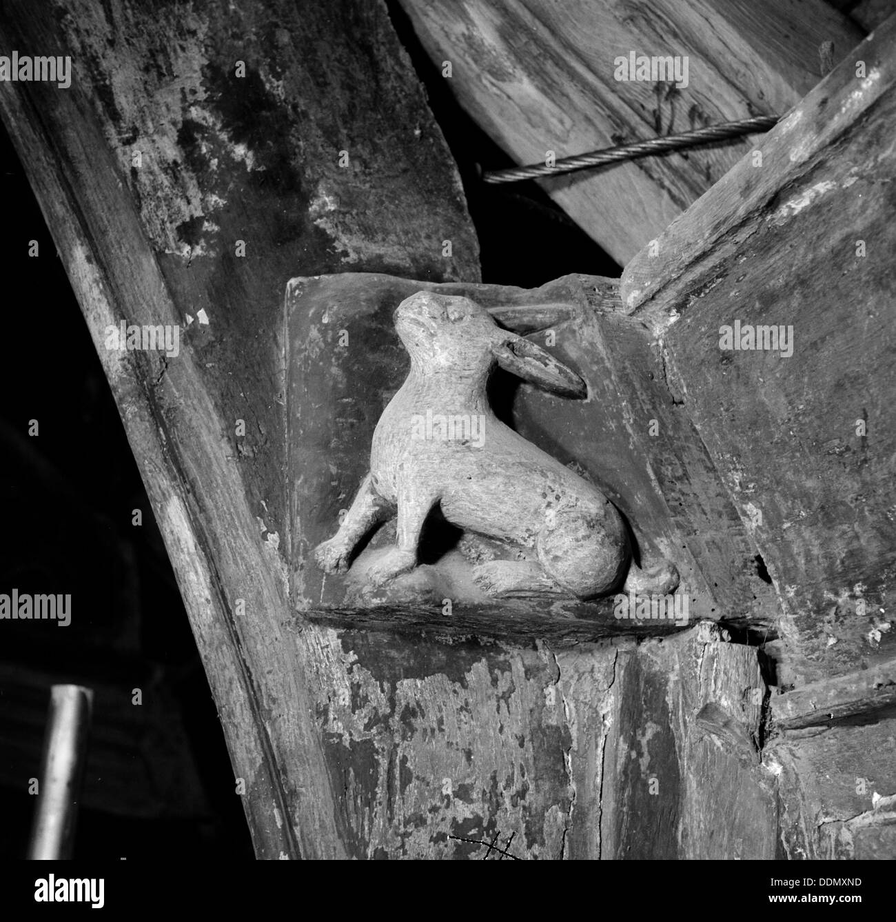 Carving of a rabbit in All Saints church, Necton, Norfolk, 1967. Artist:  Hallam Ashley Stock Photo - Alamy