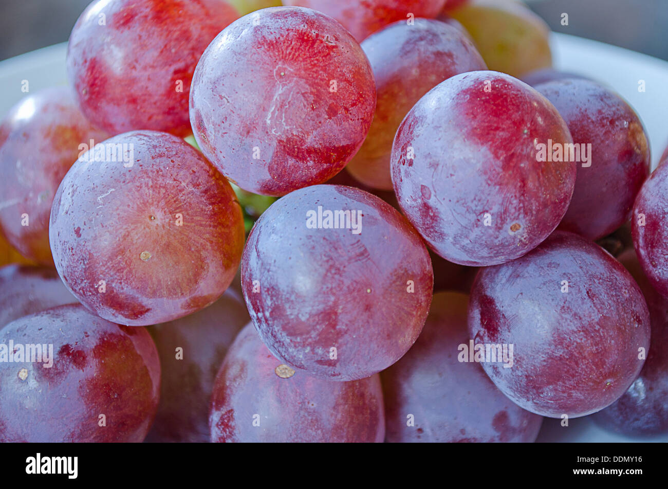 The Fresh Red Grape,Vitis vinifera Linn of Vitidaceae. Stock Photo