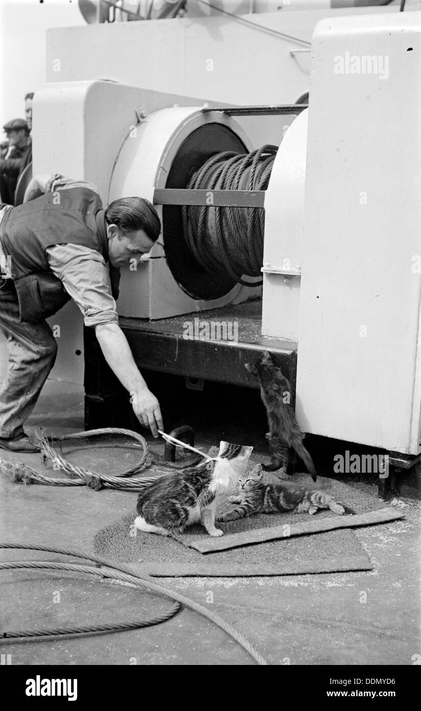 The ship's cat, c1945-c1965. Artist: SW Rawlings Stock Photo