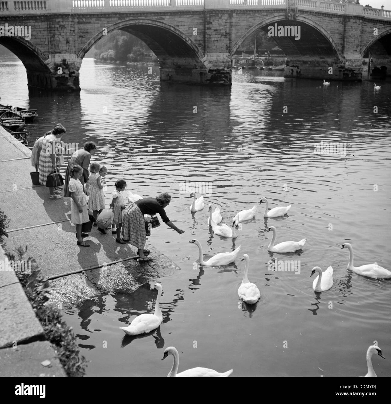 Feeding swans beside Richmond Bridge, London, c1945-c1965. Artist: SW Rawlings Stock Photo