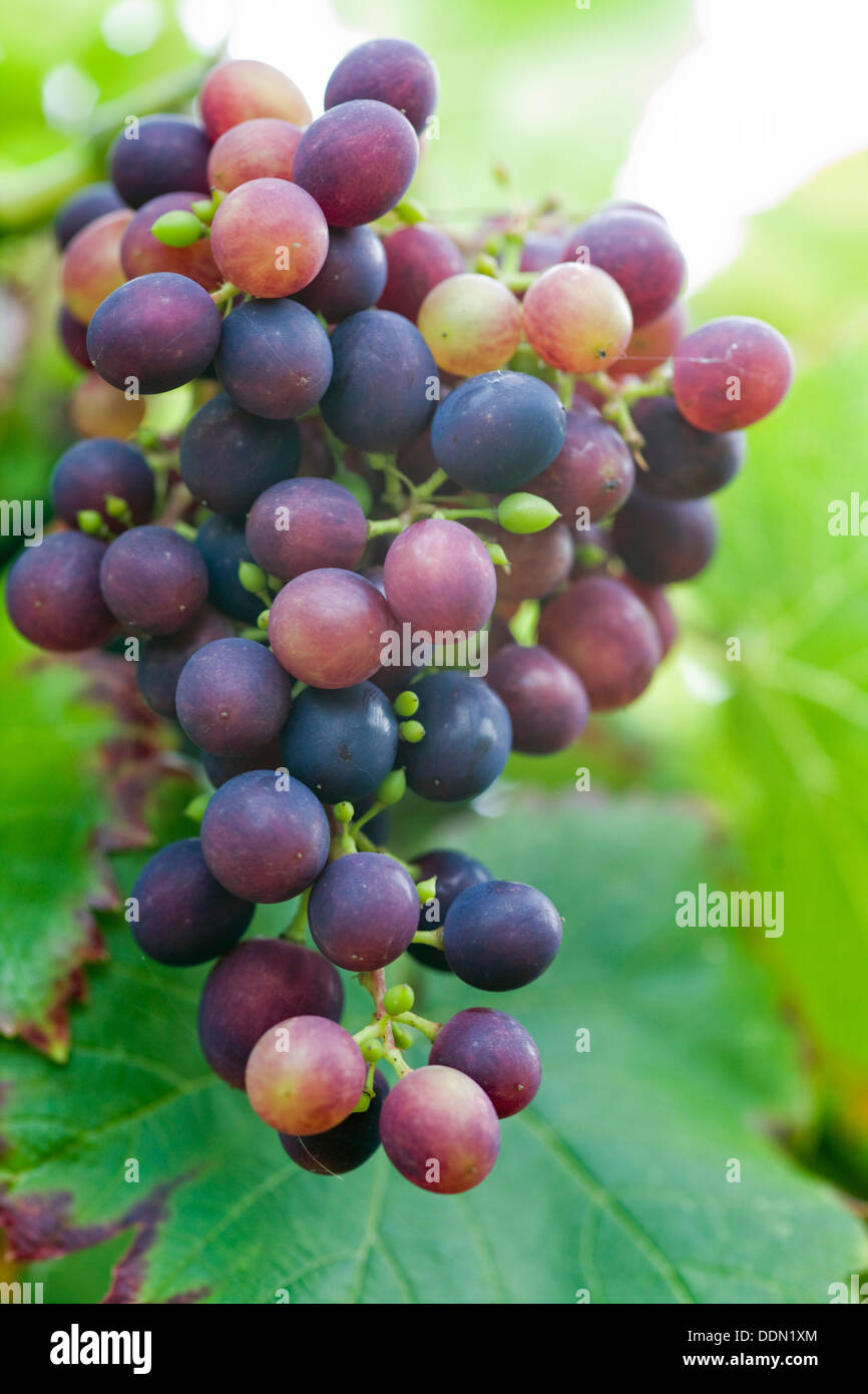 Grapes on a vine  Vitis vinifera Stock Photo