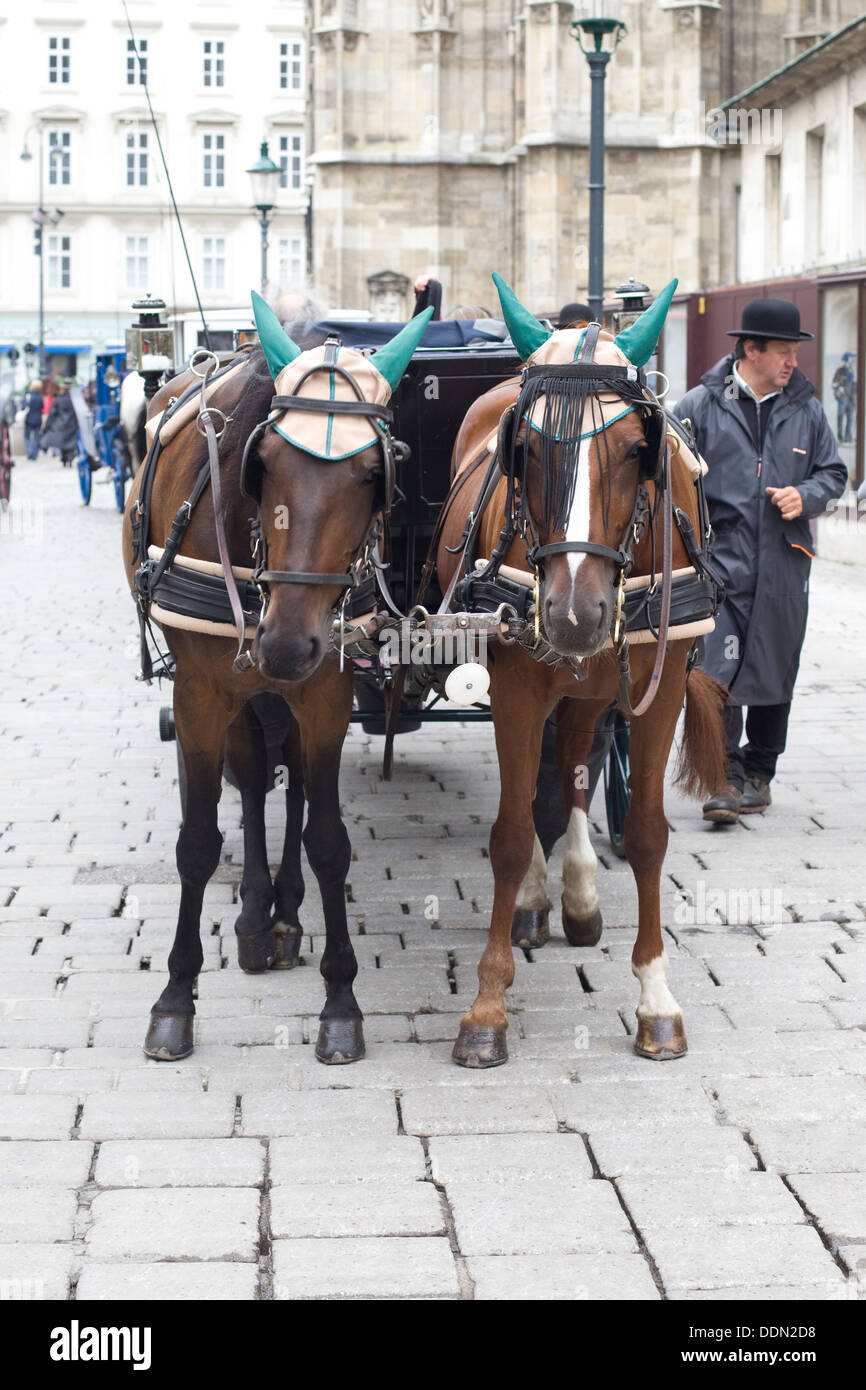horse drawn carriage traditional fiaker Rides in Vienna Austria Stock ...