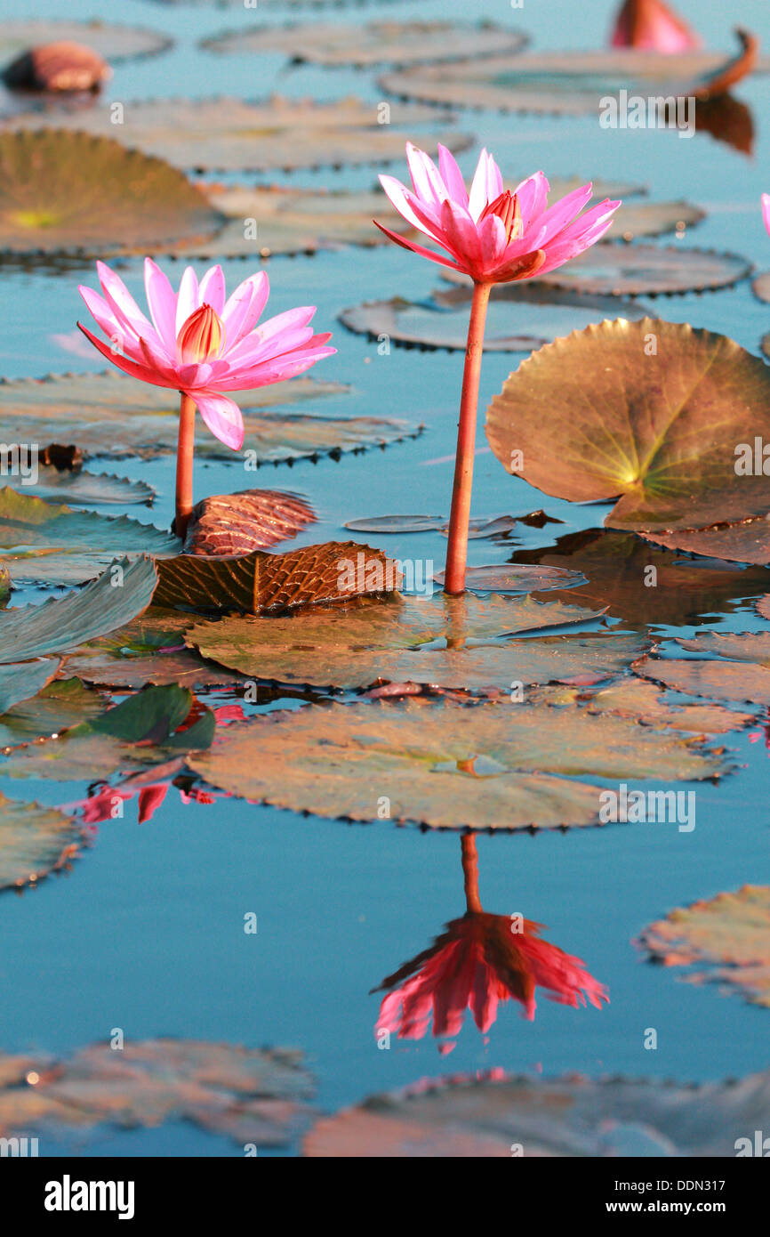 Water Lily reflection within pool Stock Photo