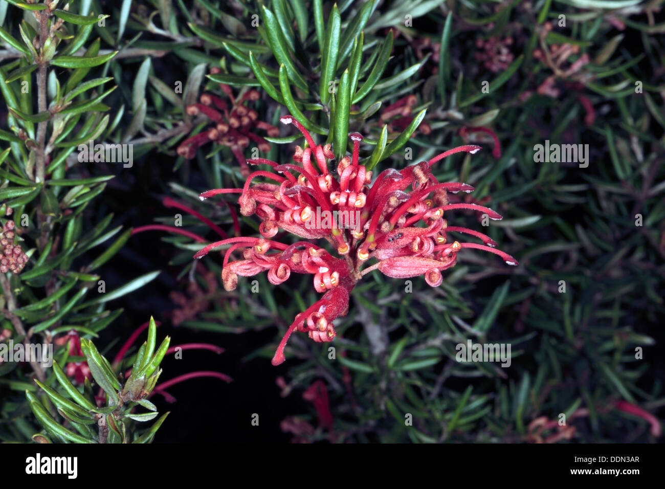 Close-up of Juniper-leaf Grevillea flowers - Afmily Proteaceae Stock Photo