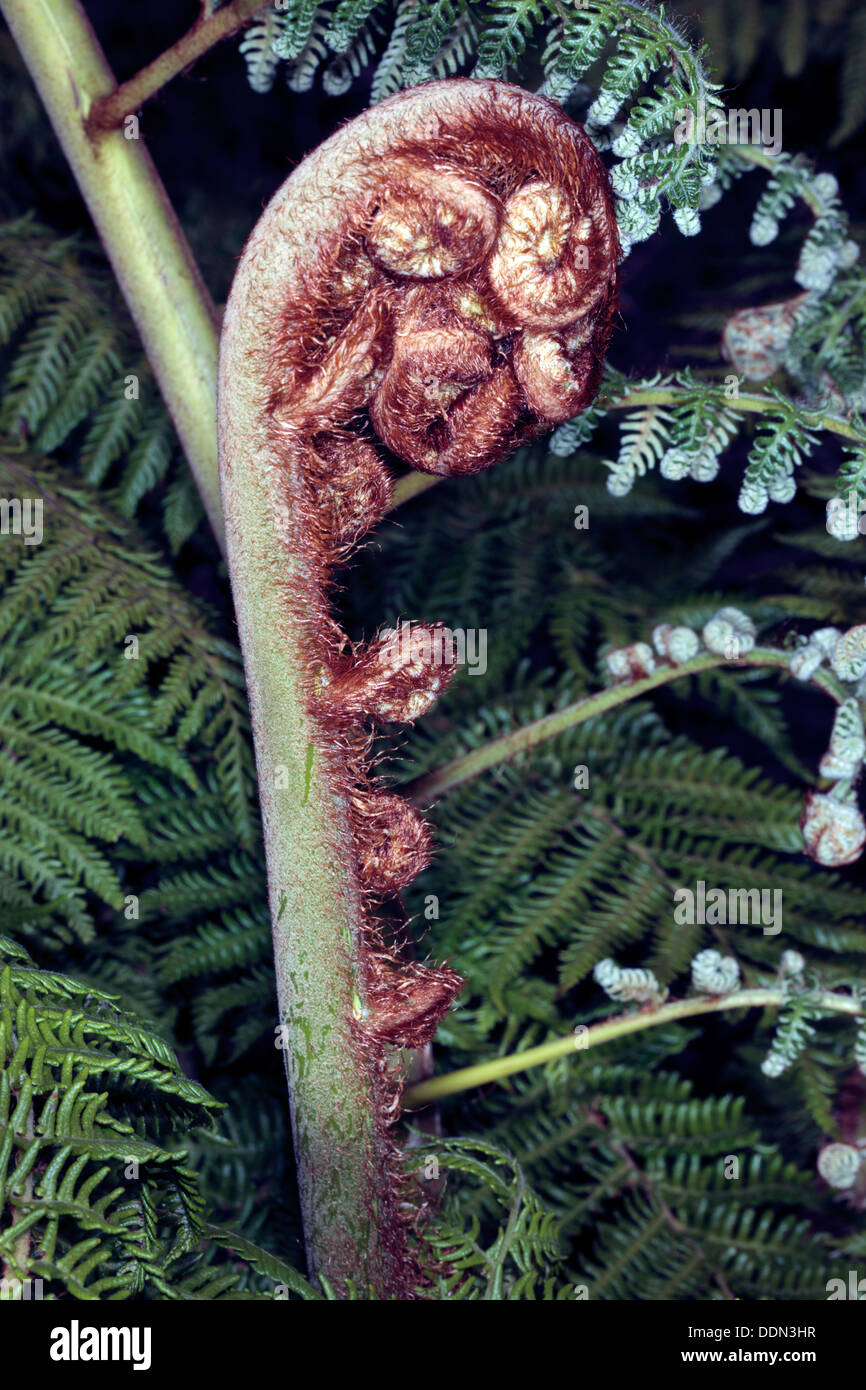 Close-up of a young Tree Fern frond unrolling- genus Cyathea- Family Cyatheaceae Stock Photo
