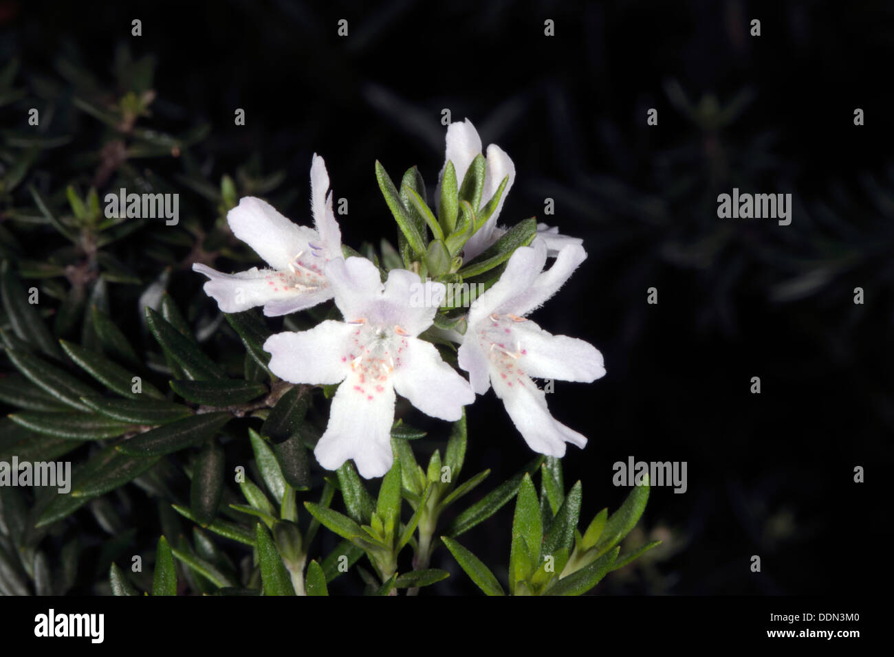 Close-up of Coastal Rosemary flowers- Westringia fructicosa - Famly Lamiaceae Stock Photo
