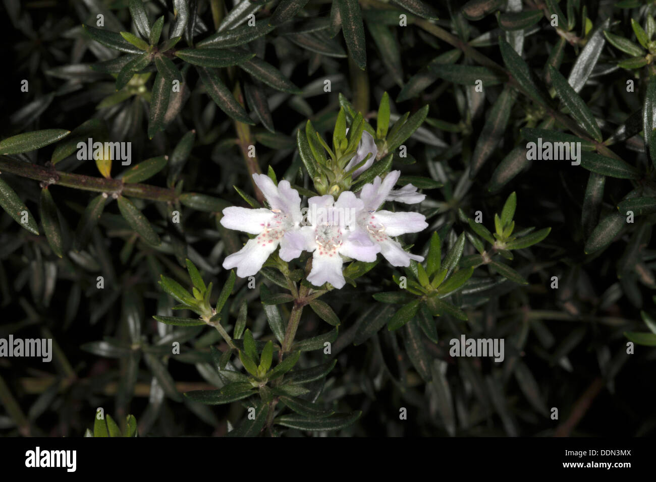 Close-up of Coastal Rosemary flowers- Westringia fructicosa - Famly Lamiaceae Stock Photo