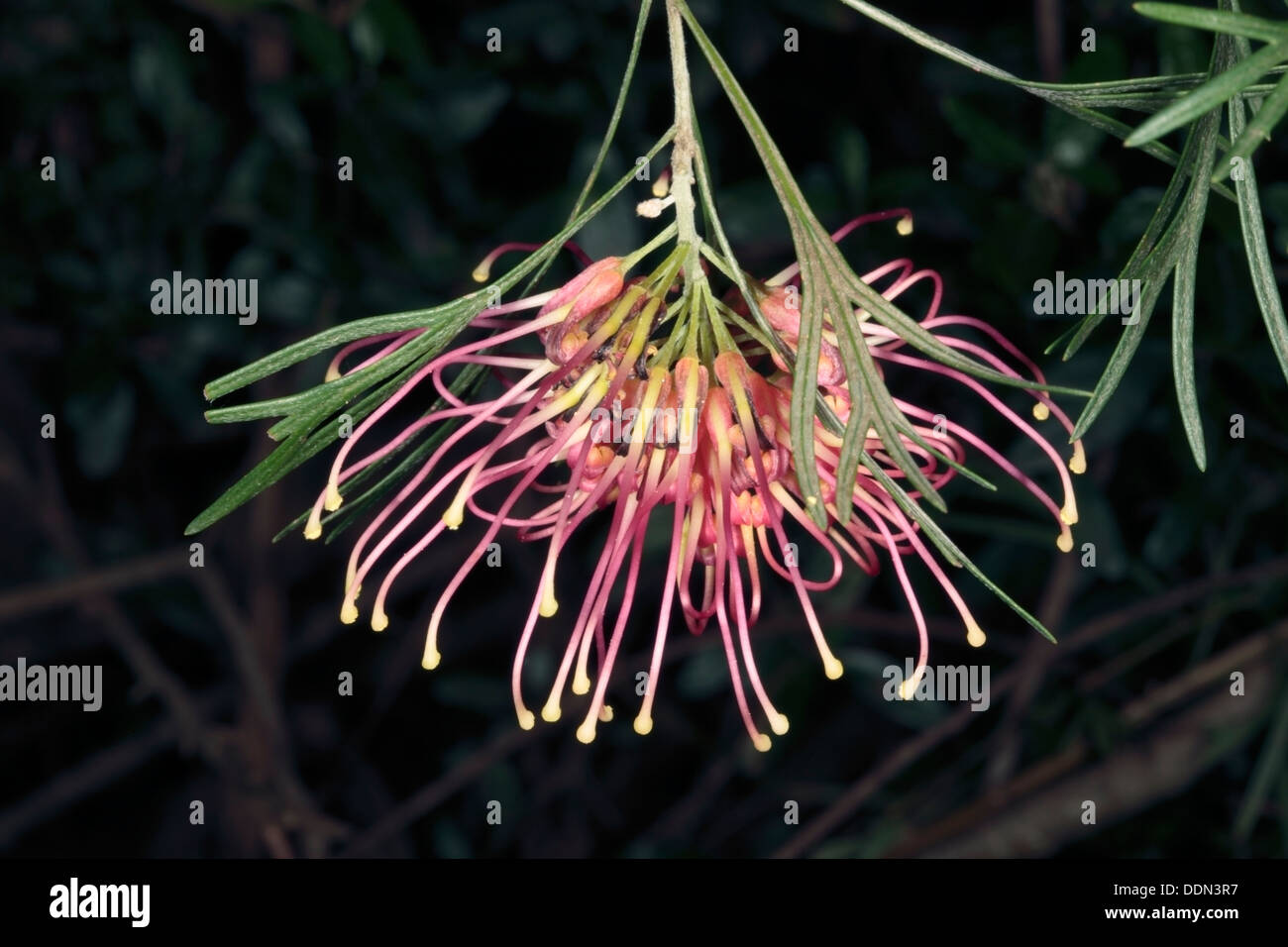 Closeup of Grevillea hybrid flower Grevillea thelemanniana x G. juniperina variation