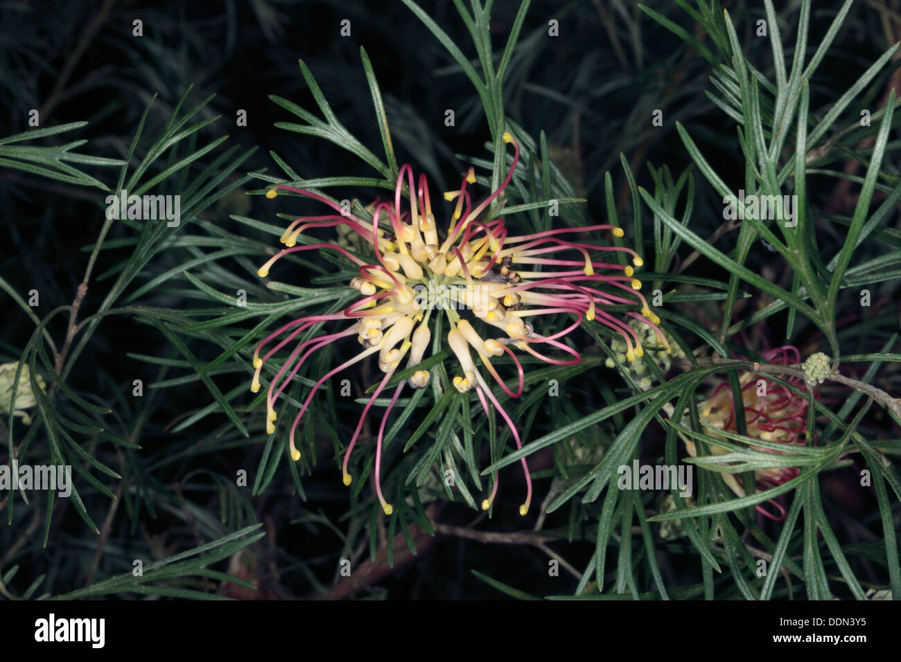 Close-up of Grevillea hybeid flower - Grevillea thelemanniana x G. juniperina variation sulphurea - Family Proteaceae Stock Photo