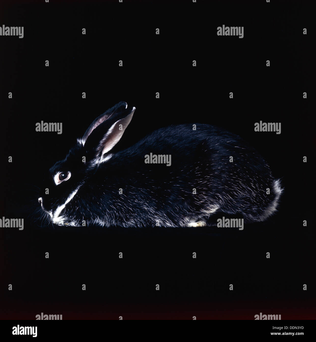 BLACK RABBIT Stock Photo - Alamy