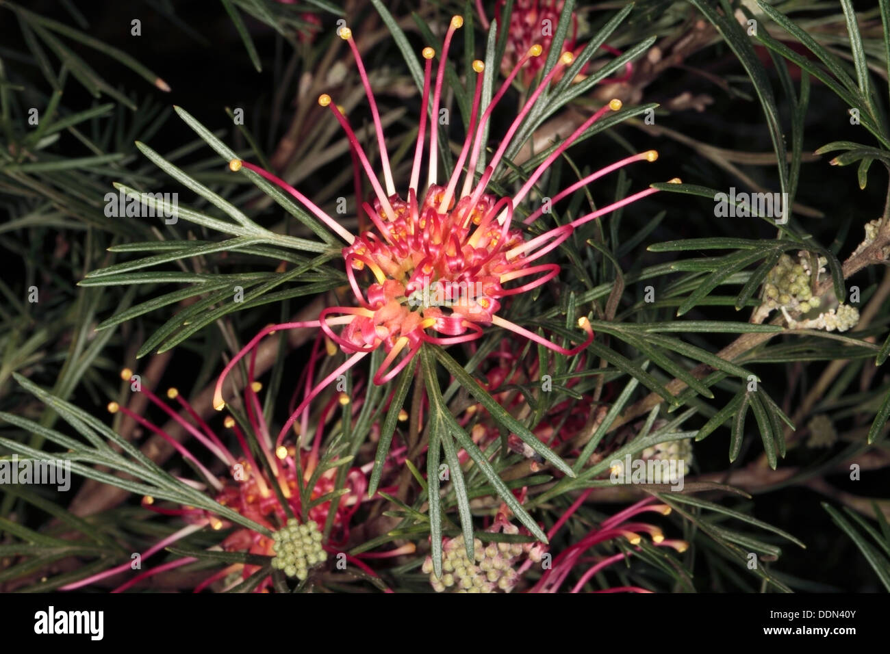 Close-up of Grevillea hybrid flower - Grevillea thelemanniana x G. juniperina variation sulphurea - Family Proteaceae Stock Photo