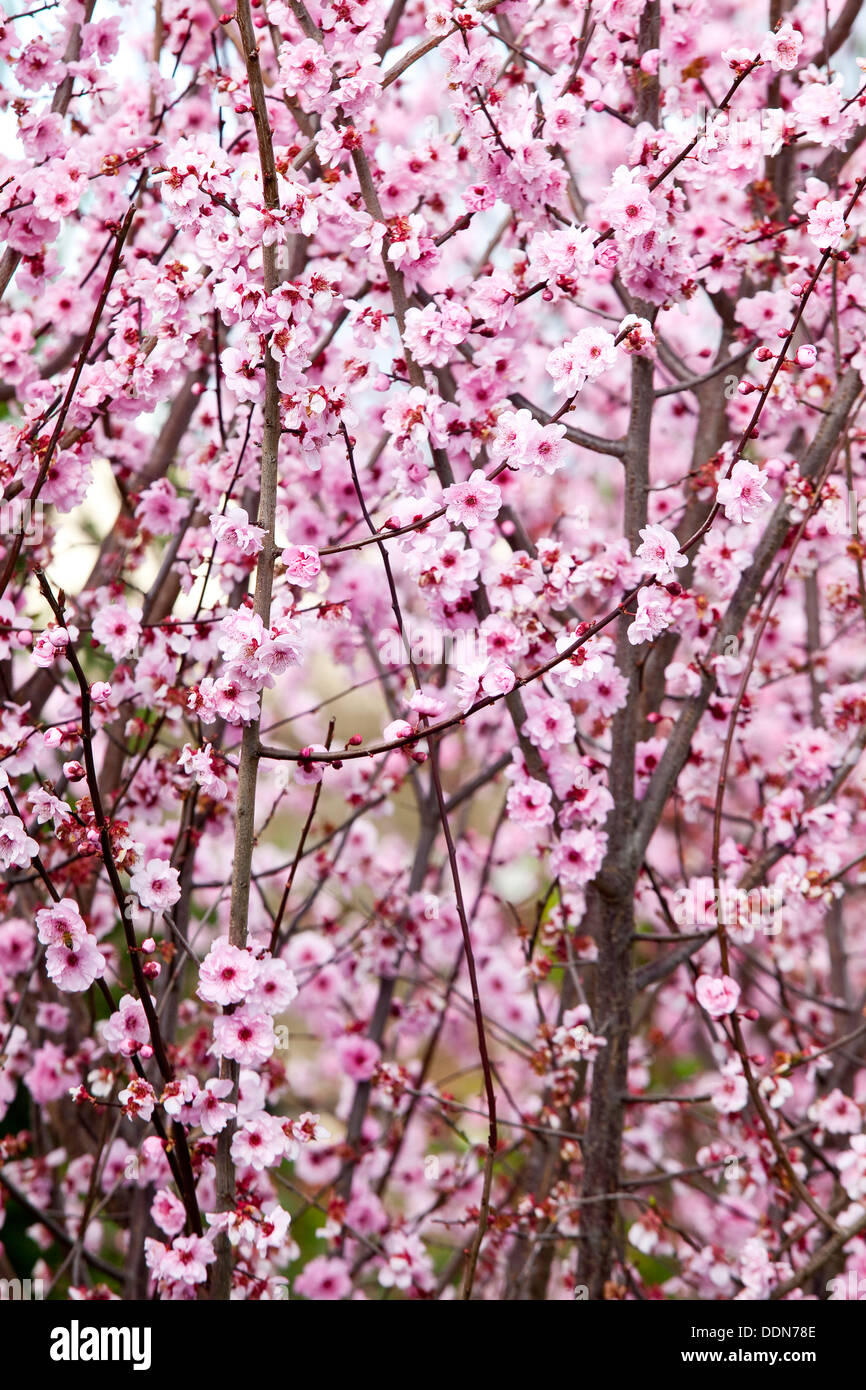 Chinese plum tree hires stock photography and images Alamy